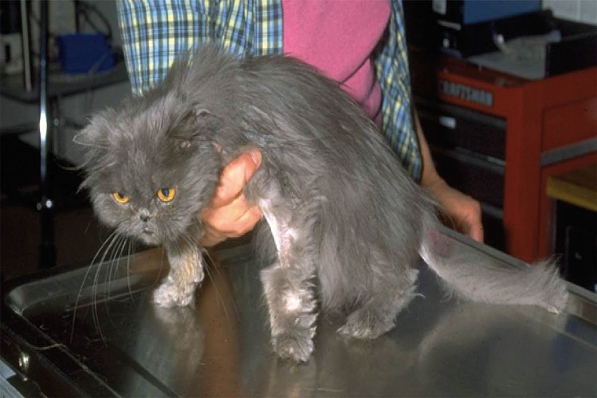 Caso 3: gatto Persiano, M/C, di 12 anni di età con diarrea cronica dell’intestino tenue, perdita di peso significativa e condizione corporea scadente.