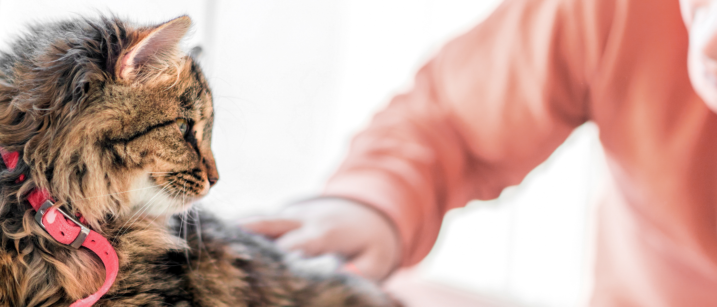 Adult cat lying down indoors and being stroked by a child.