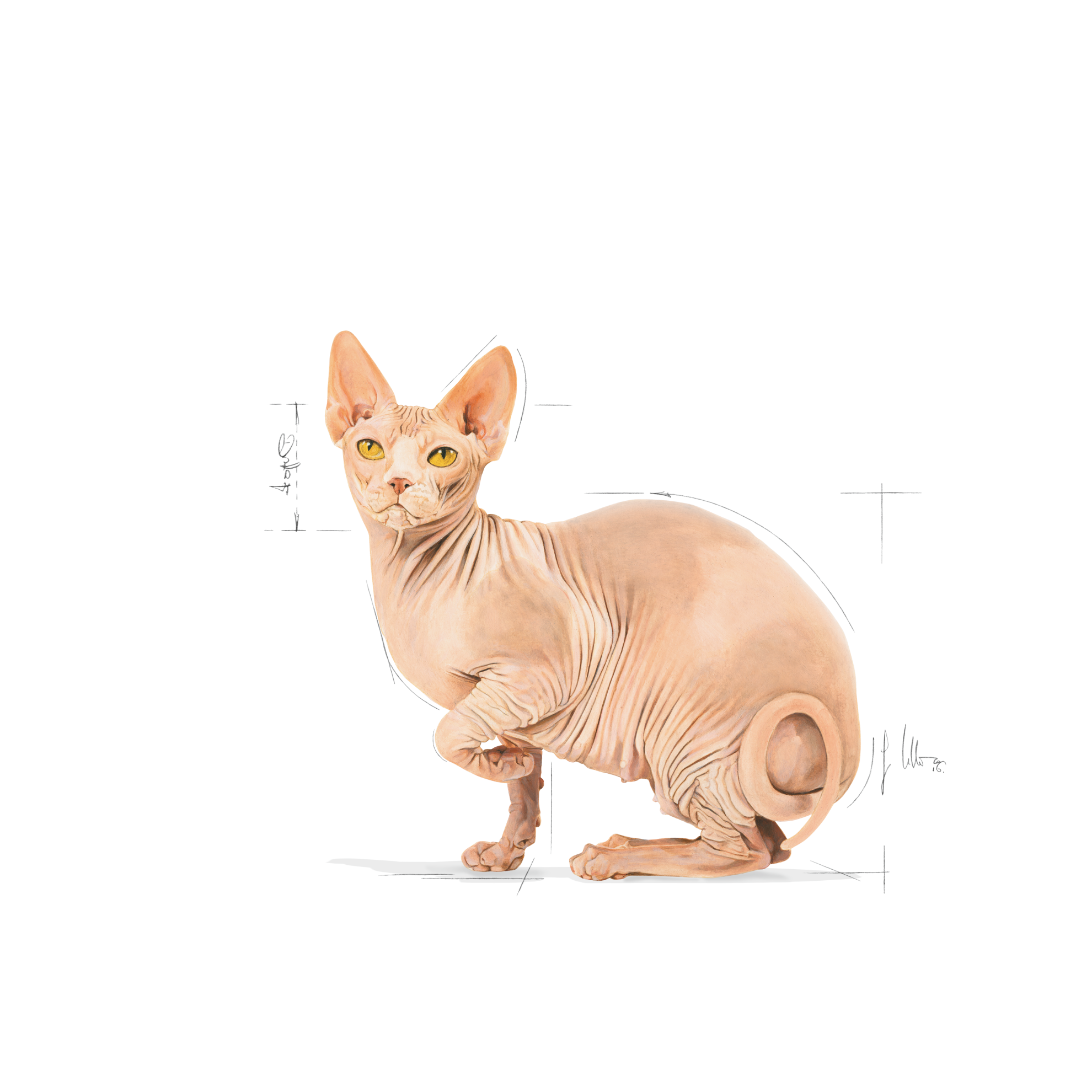 Sphynx deals cat food