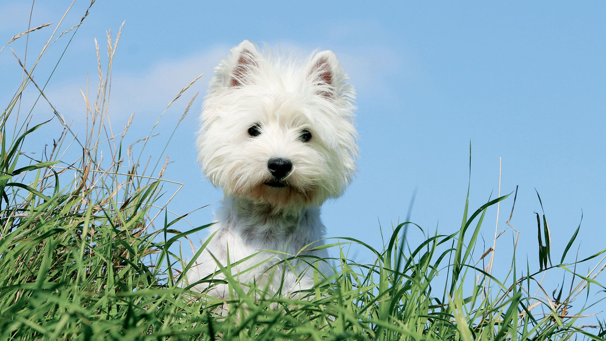West Highland White Terrier peering out of long grass
