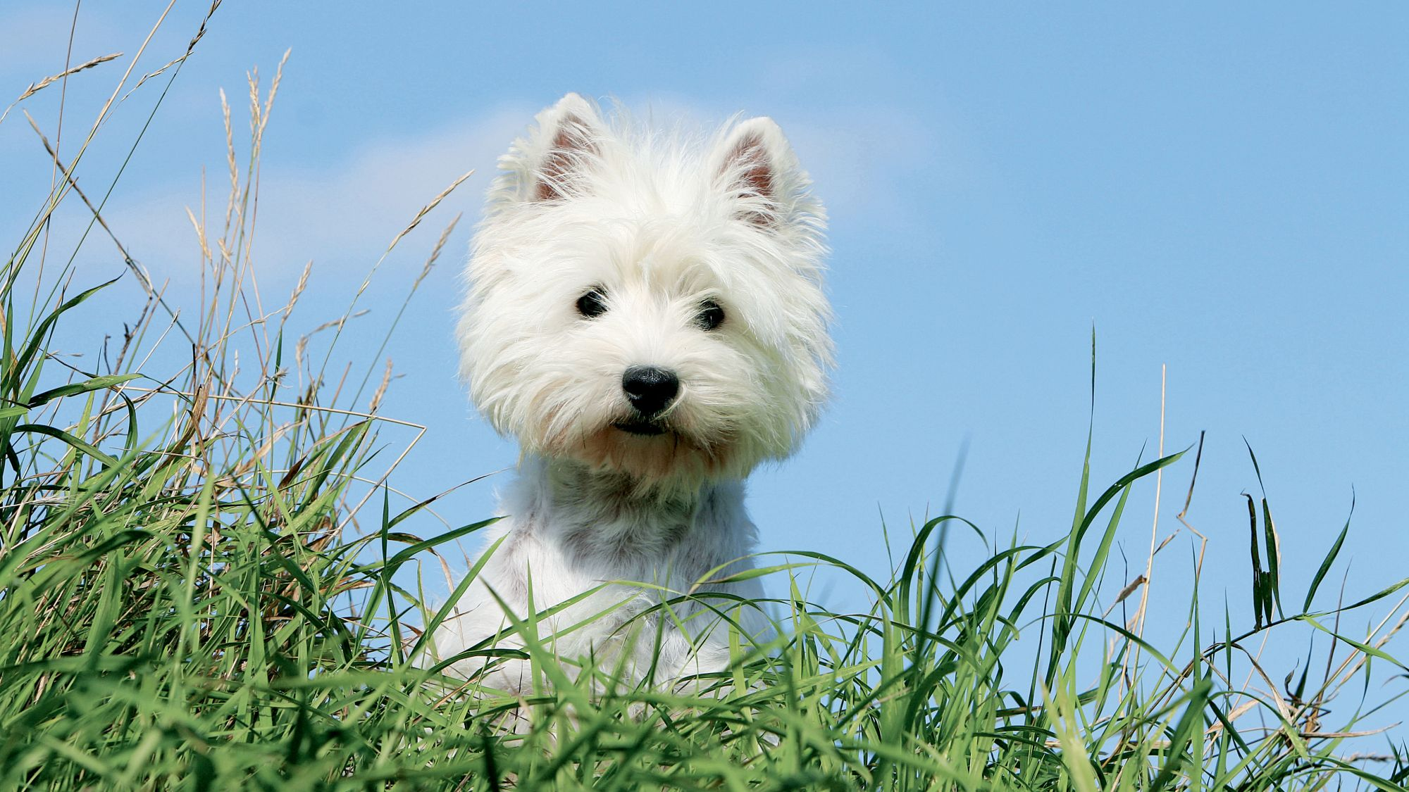 Westie scrutant ses alentours dans les hautes herbes