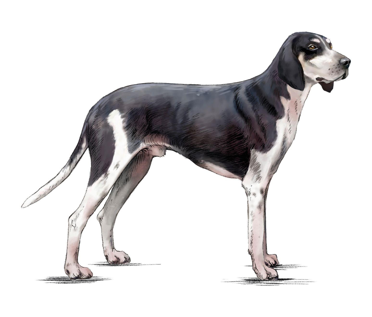  Great Anglo-French White and Black Hound