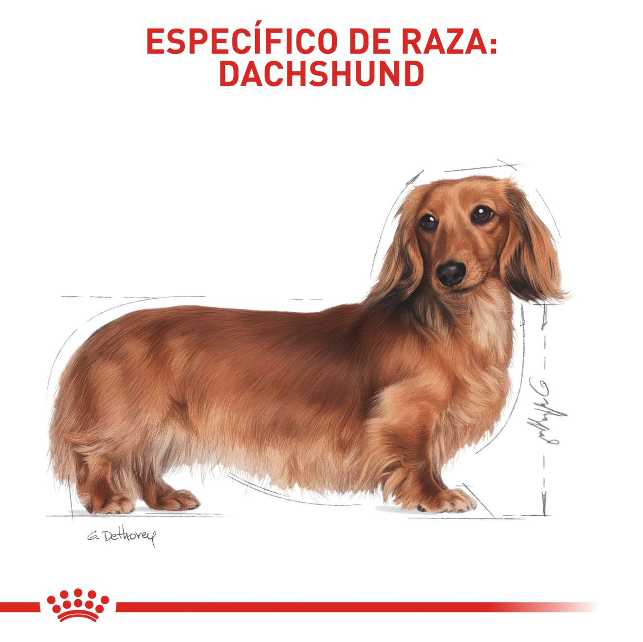 Dachshund Adult