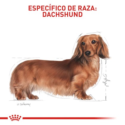 4 DACHSHUND COLOMBIA