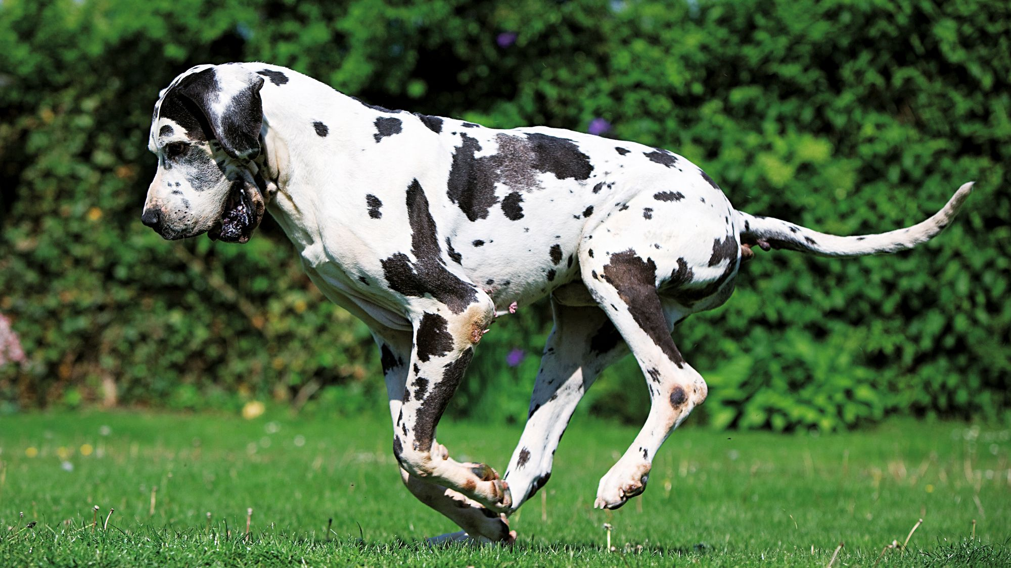 Great Dane bounding across a path