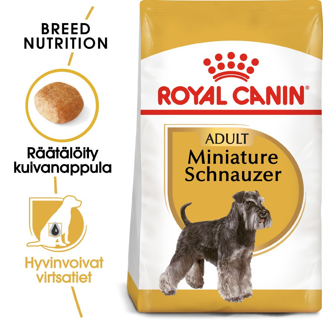 Miniature schnauzer adult
