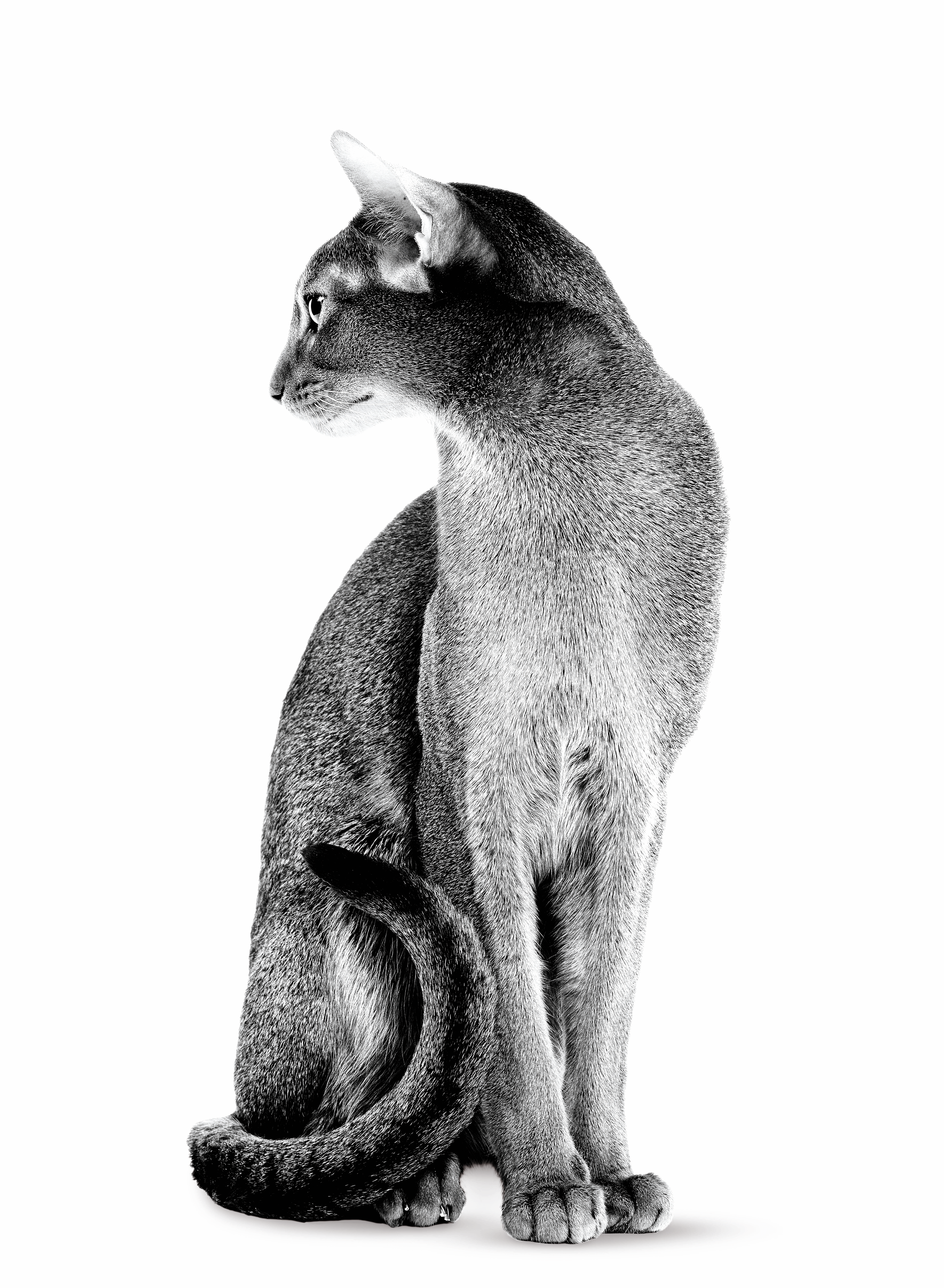 Ausgewachsene Abessinierkatze in Schwarzweiß vor weißem Hintergrund