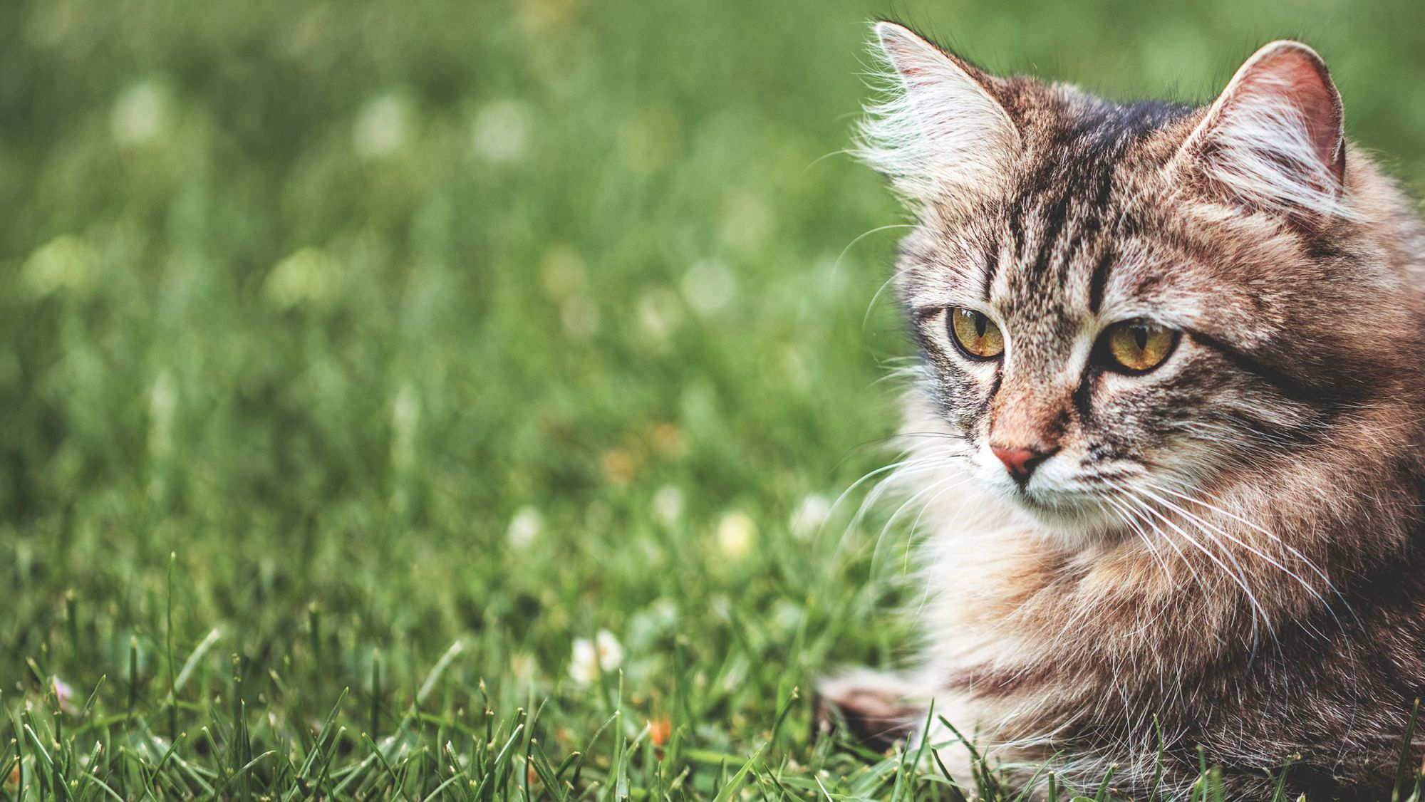 Maine Coon kitten sitting outdoors in long grass