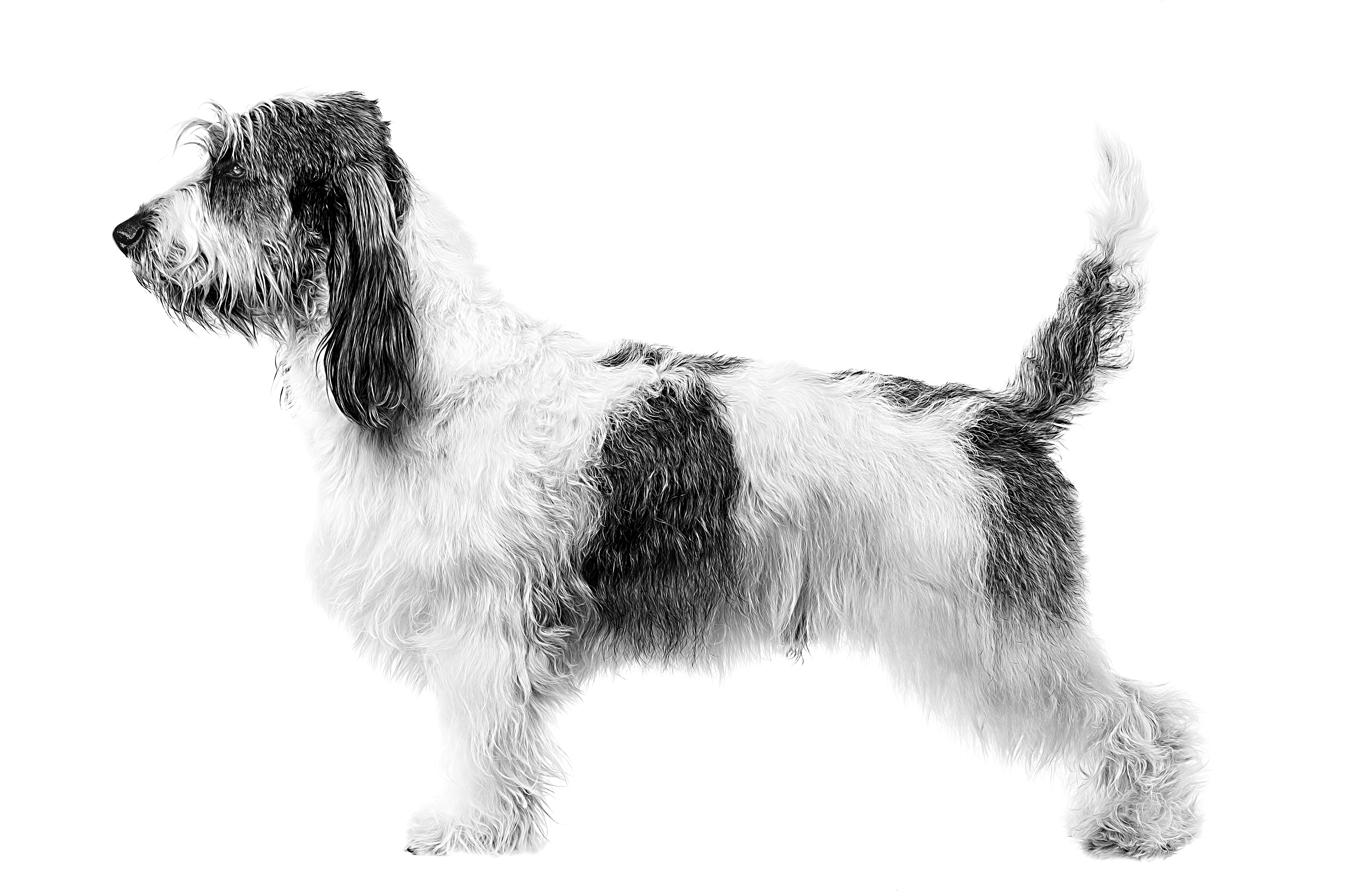 grand-basset-griffon-vendeen-adult-black-and-white