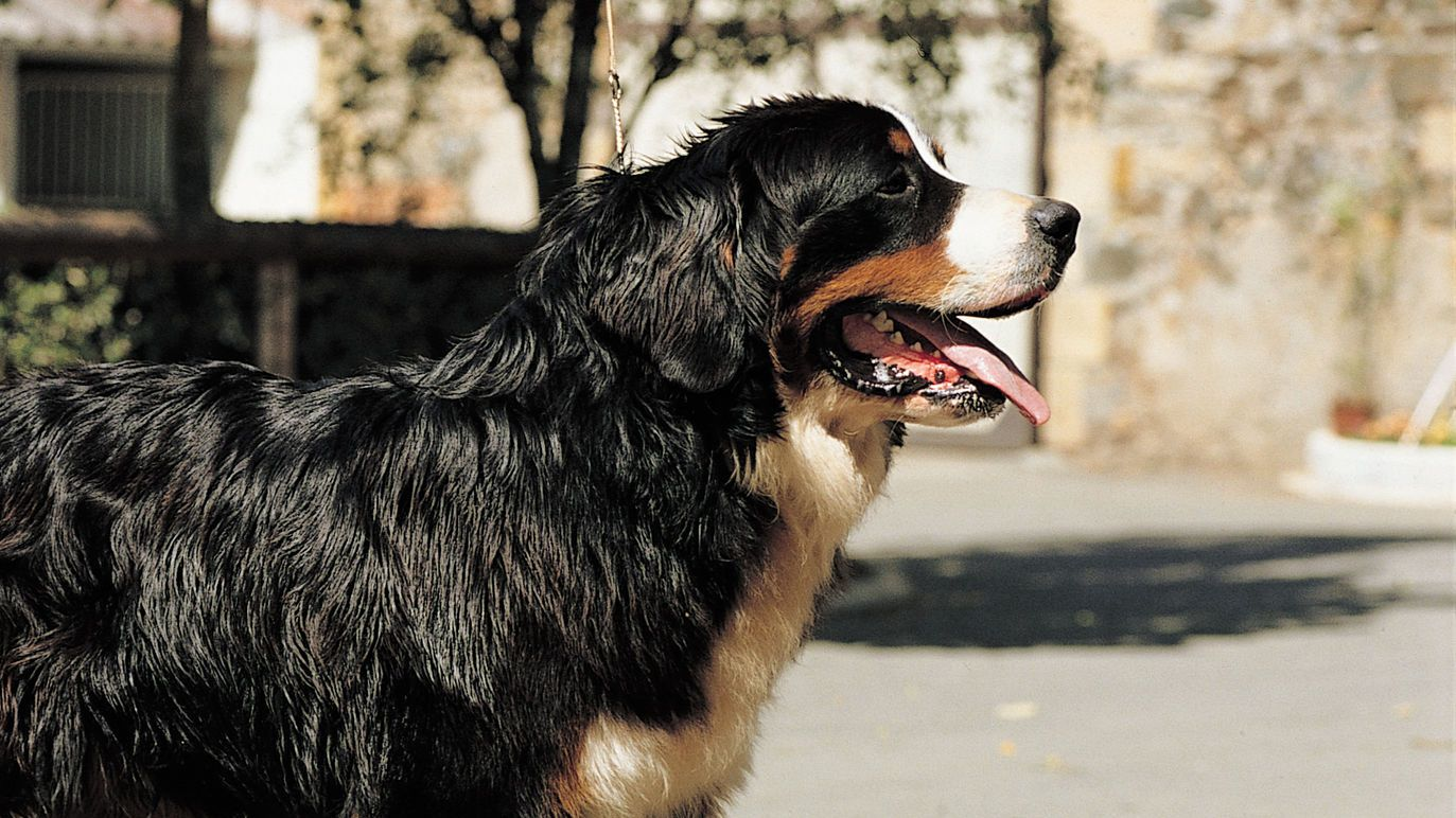 Royal canin bernese sales mountain dog