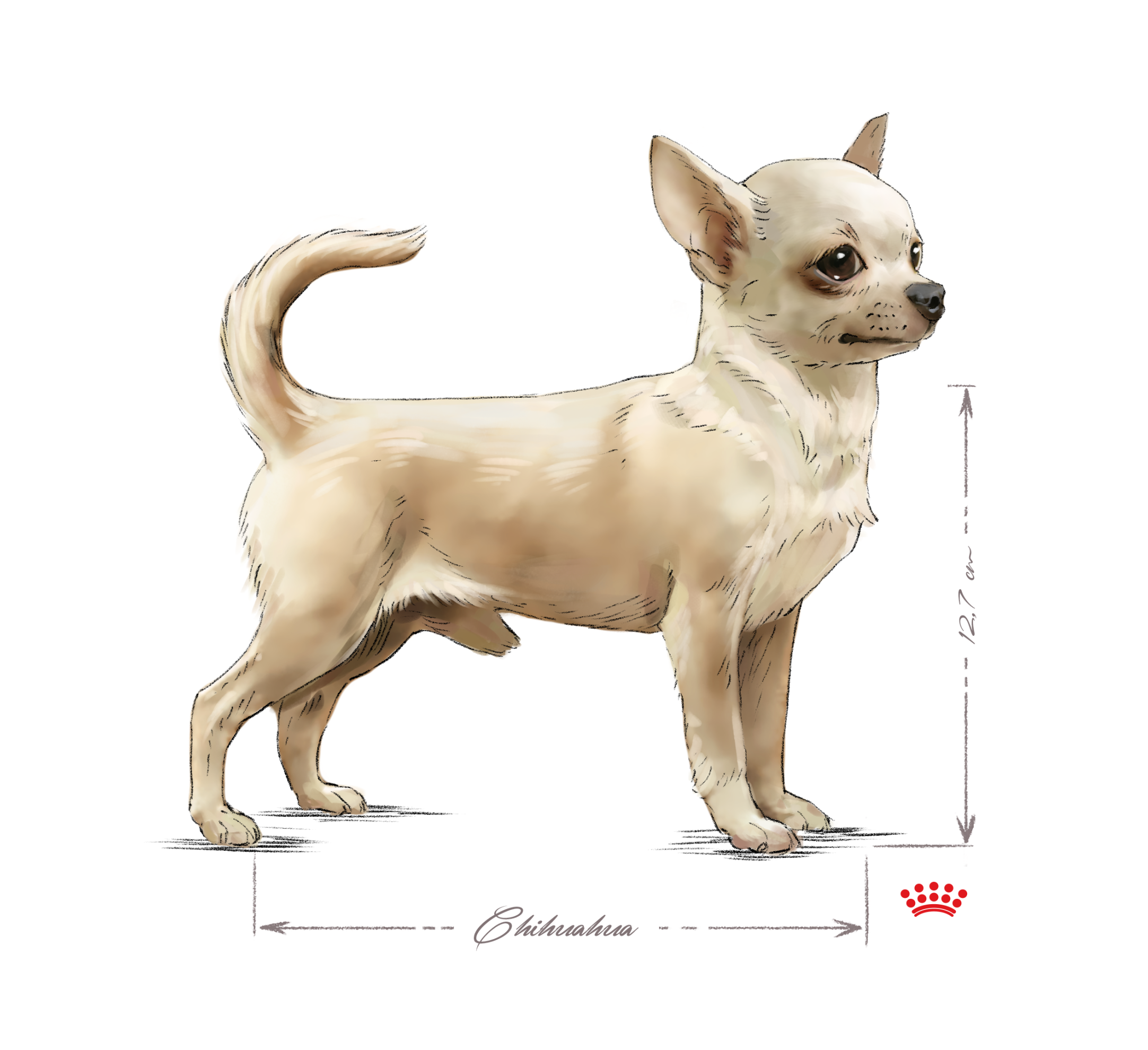 Chihuahua adulto en blanco y negro sobre un fondo blanco