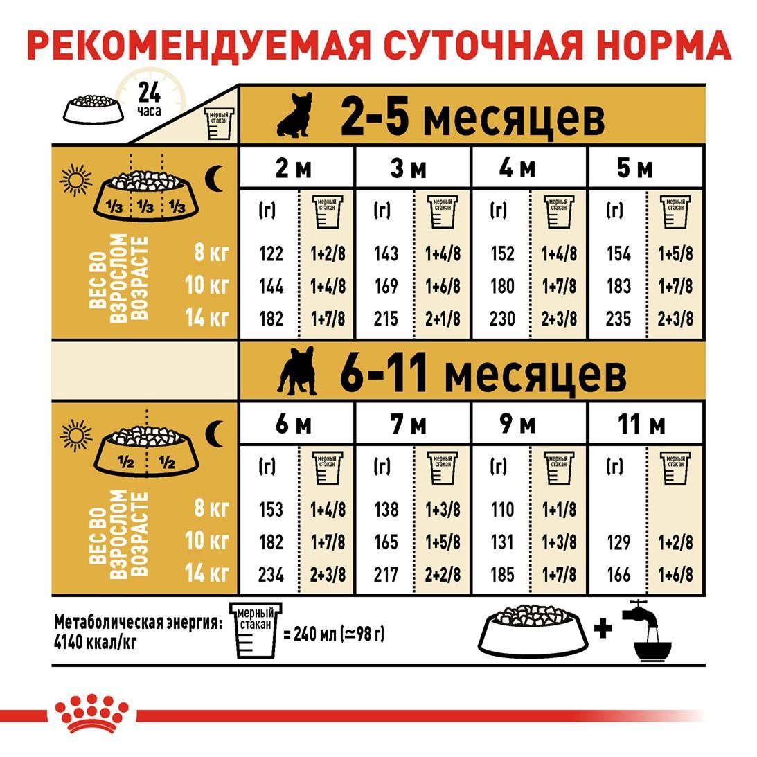 French  Bulldog Puppy