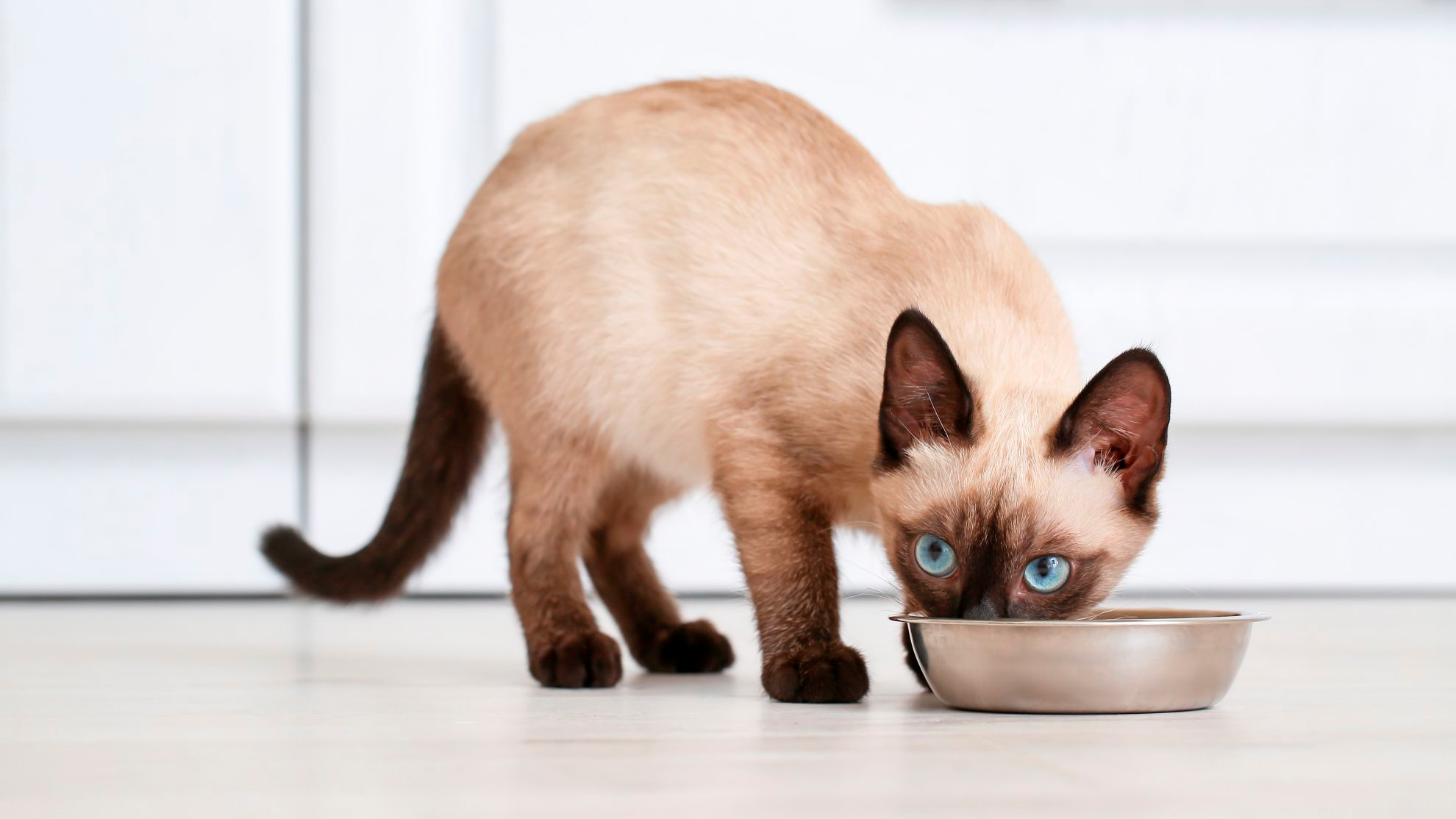 가정에서 그릇에 담긴 사료를 먹는 고양이
