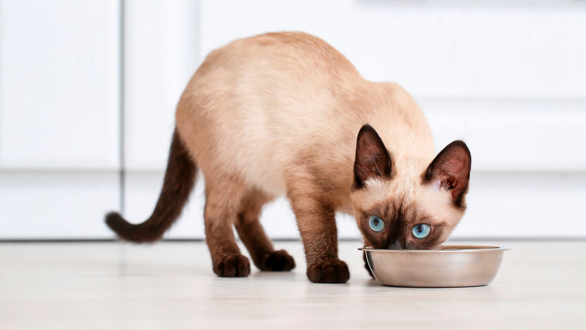 Thai cat eating food from bowl at home