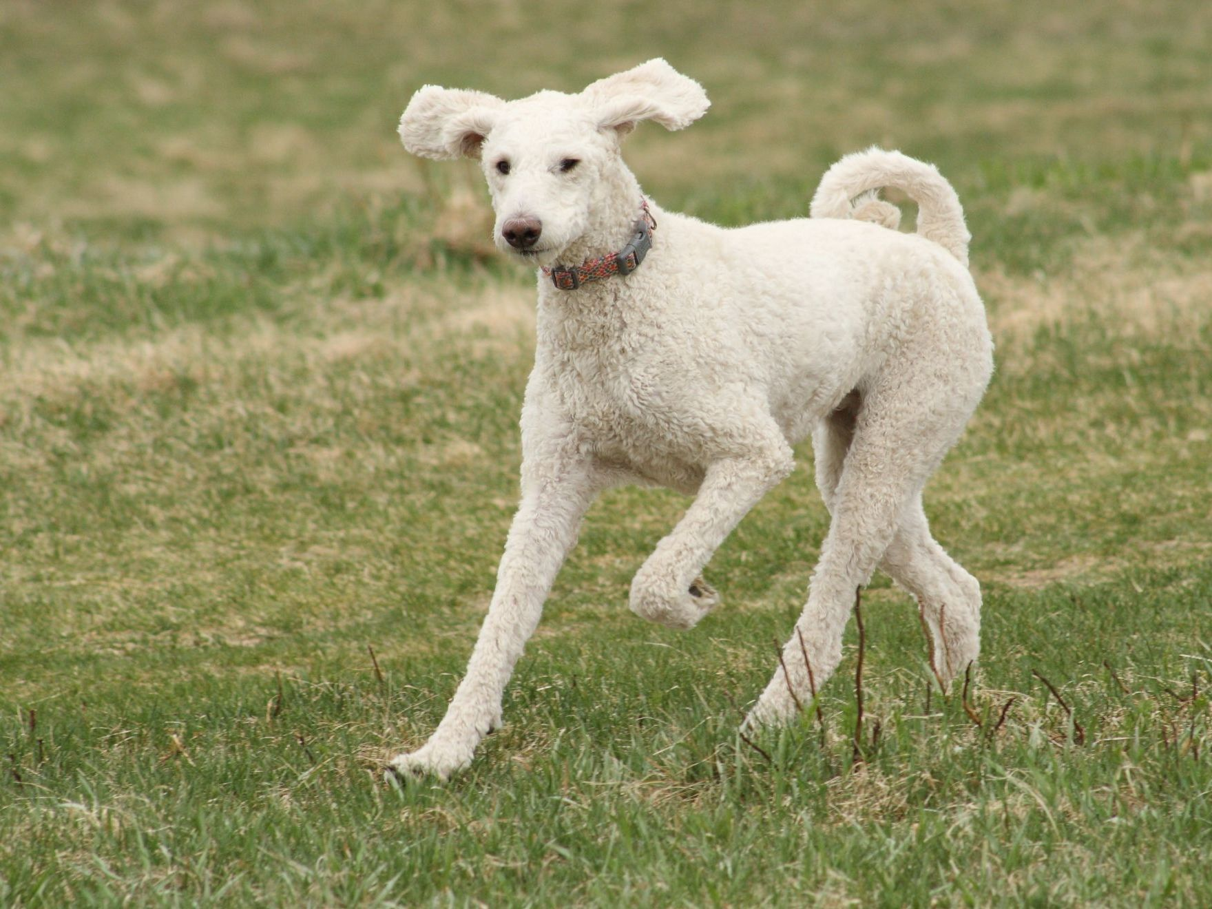 Curly mixed breed white dog