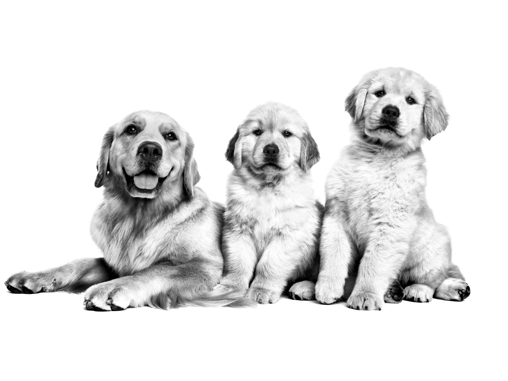 Two Golden Retriever puppies sitting with mother in black and white