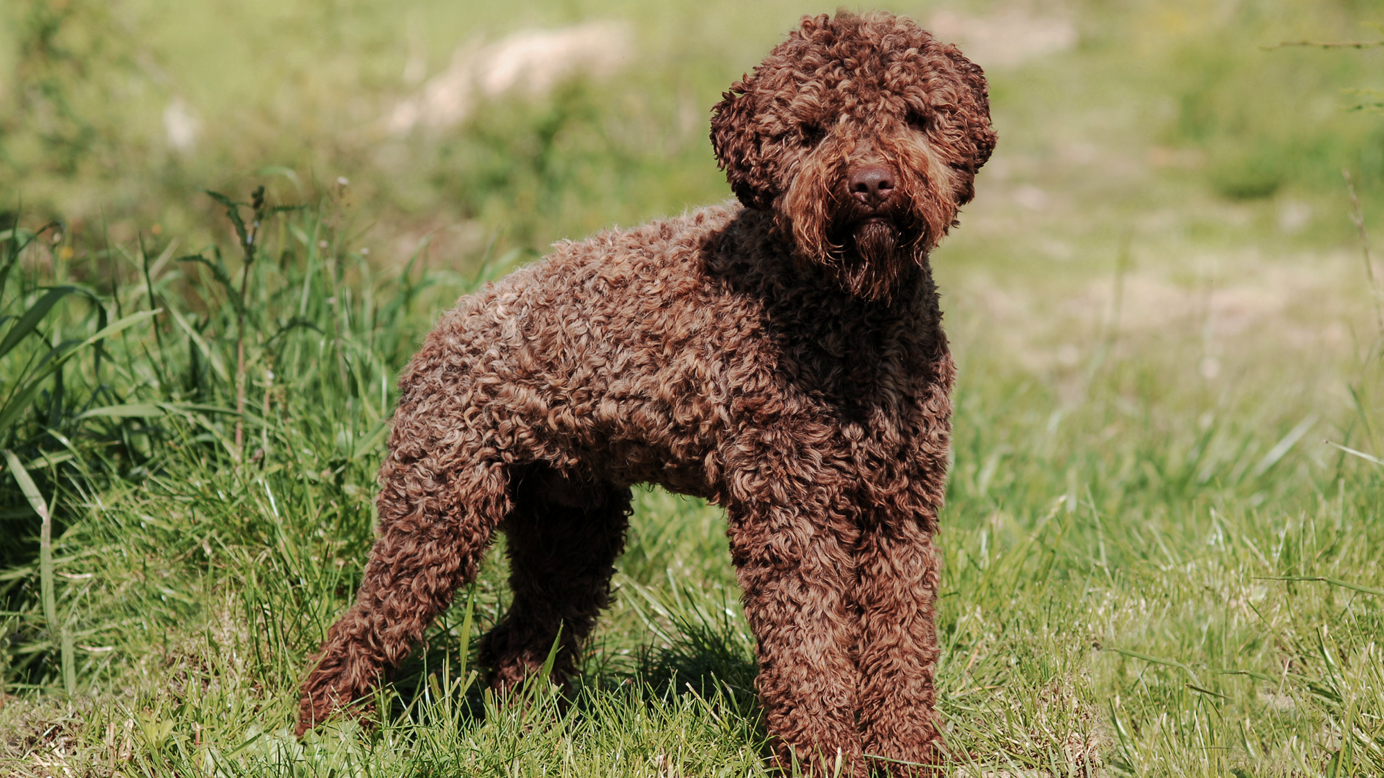 Brown Lagotto Romagnolo standing in grass looking at camera