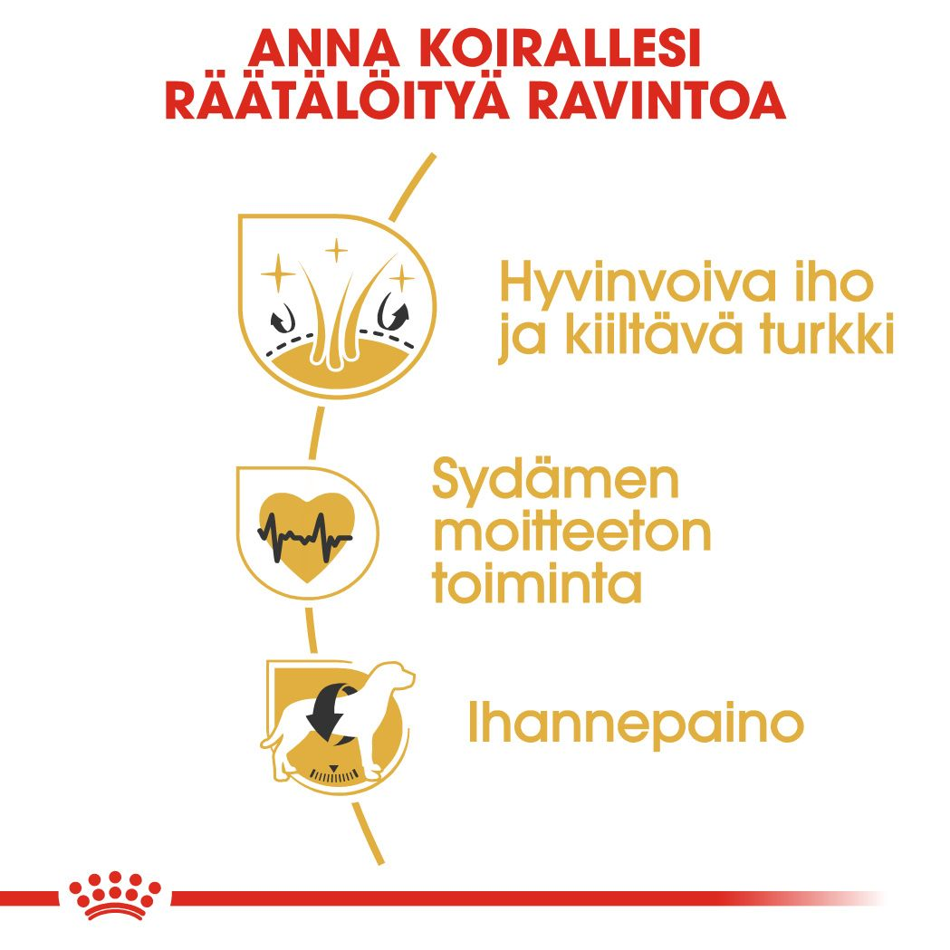 Golden Retriever Adult