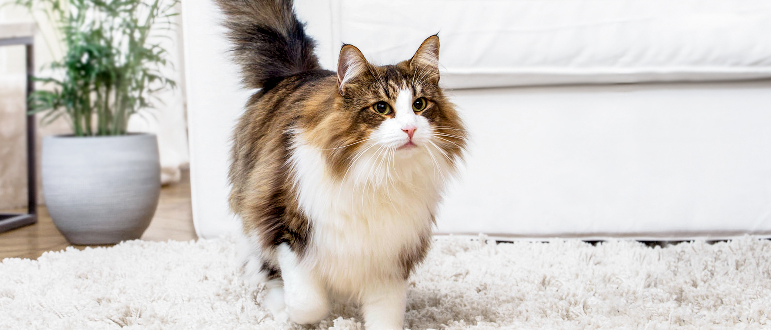 Adult Norwegian Forest Cat walking across a rug in a living room.