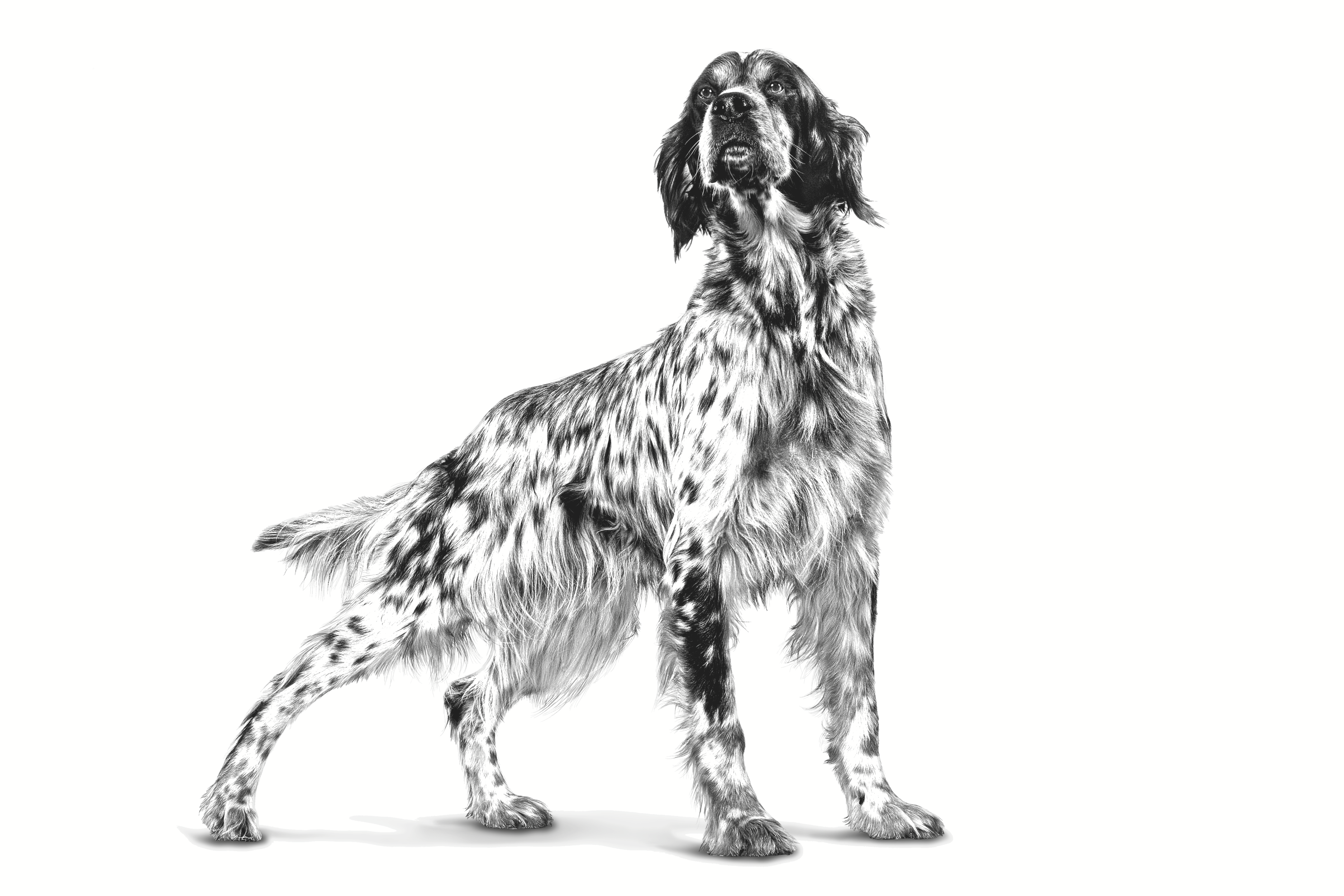 Royal canin fibre sales dog