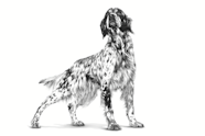 Gastrointestinal Low Fat Hypoallergenic Chien Royal Canin FR