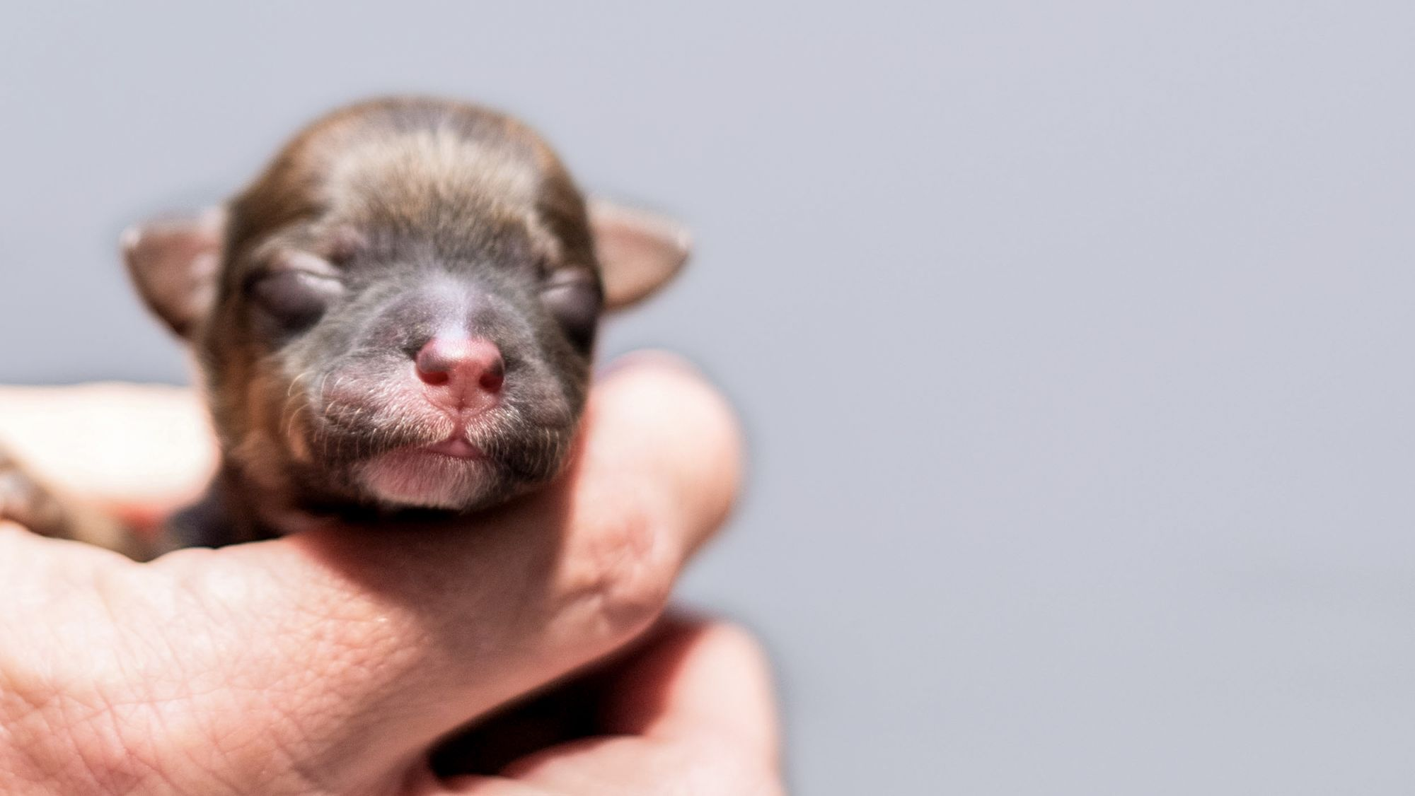 Newborn puppy being held by breeder