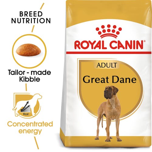 Great Dane Adult