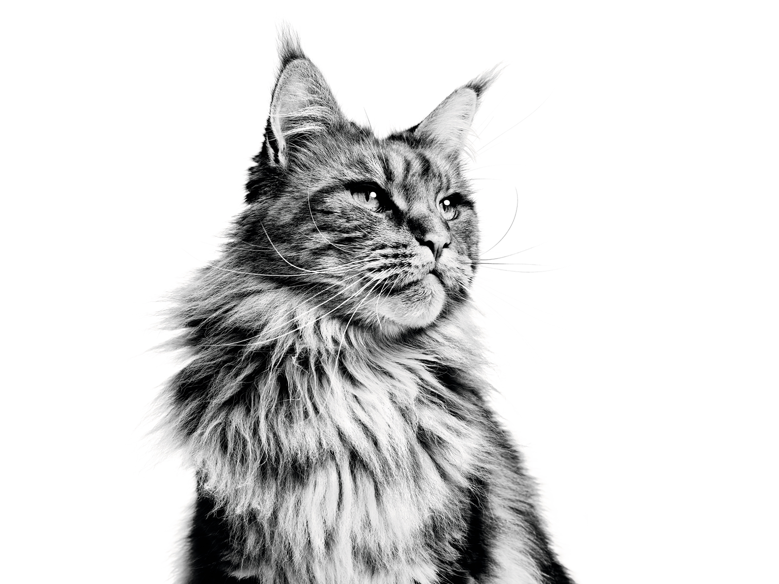 Maine Coon adult, în alb și negru