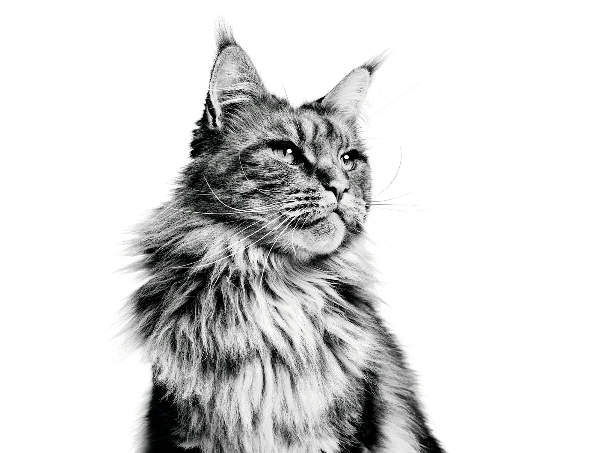 Maine Coon | Royal Canin