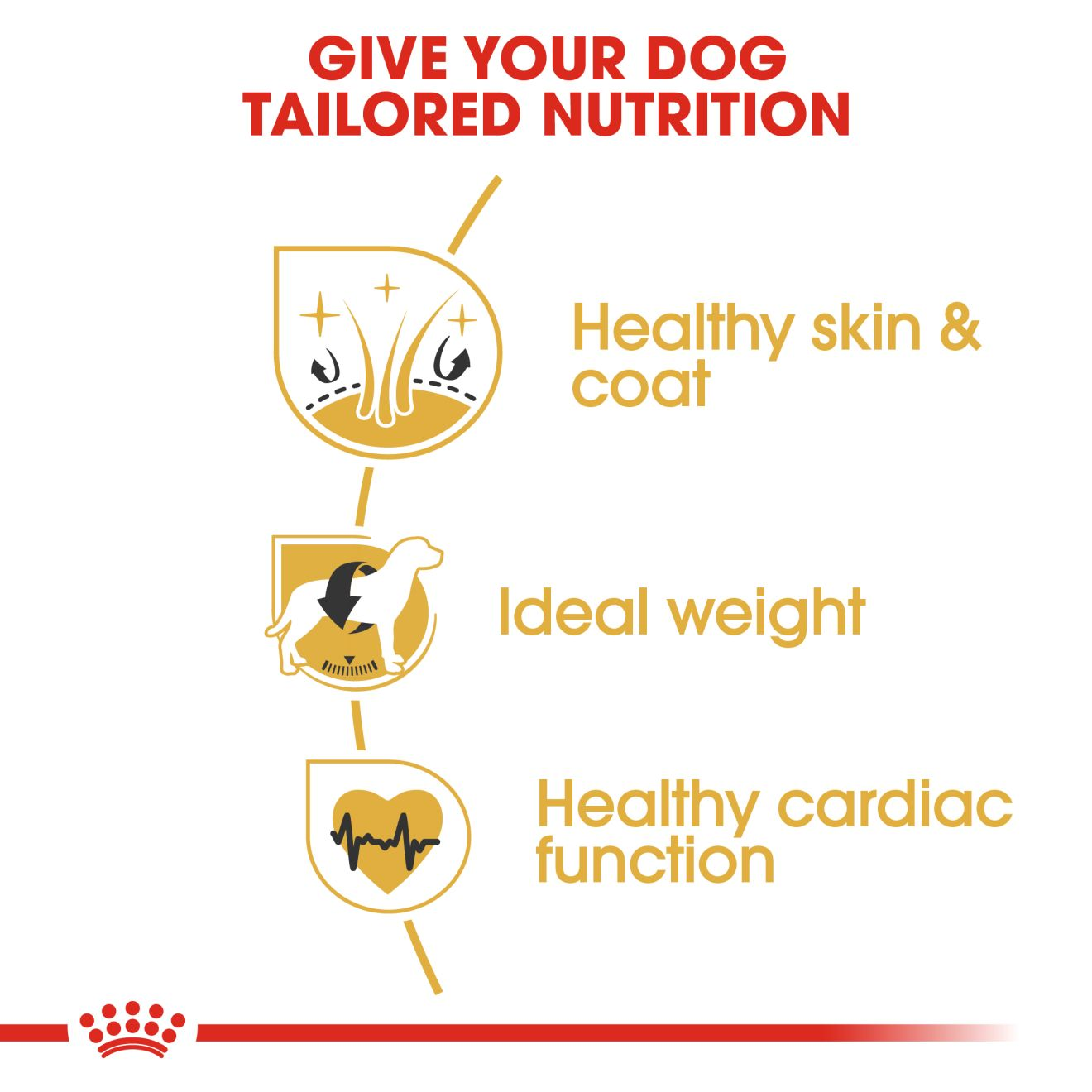 Cocker Spaniel Adult – Dog Food | Royal Canin Shop | Royal Canin UK