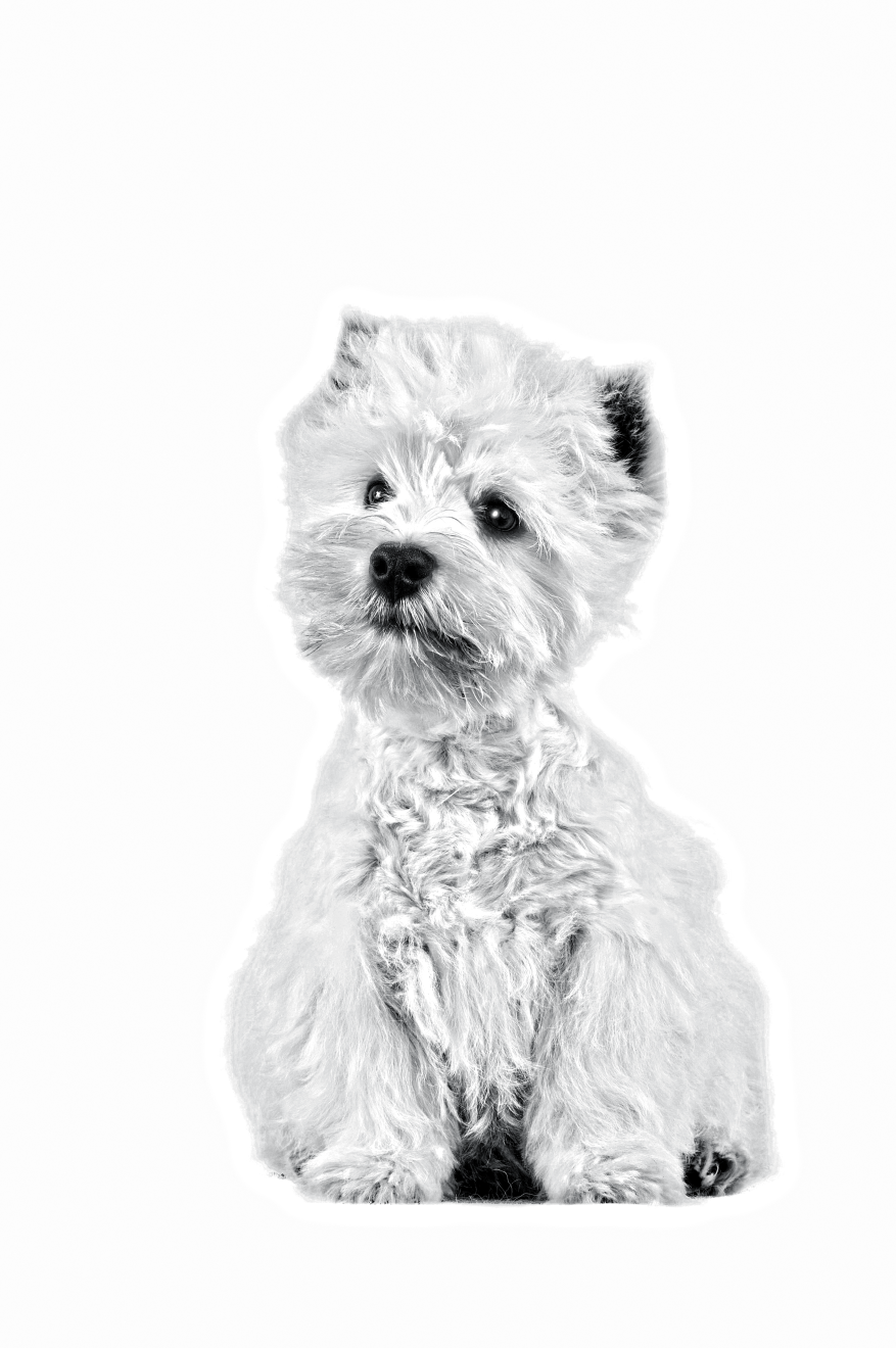 Black and white portrait of a sitting West Highland White Terrier