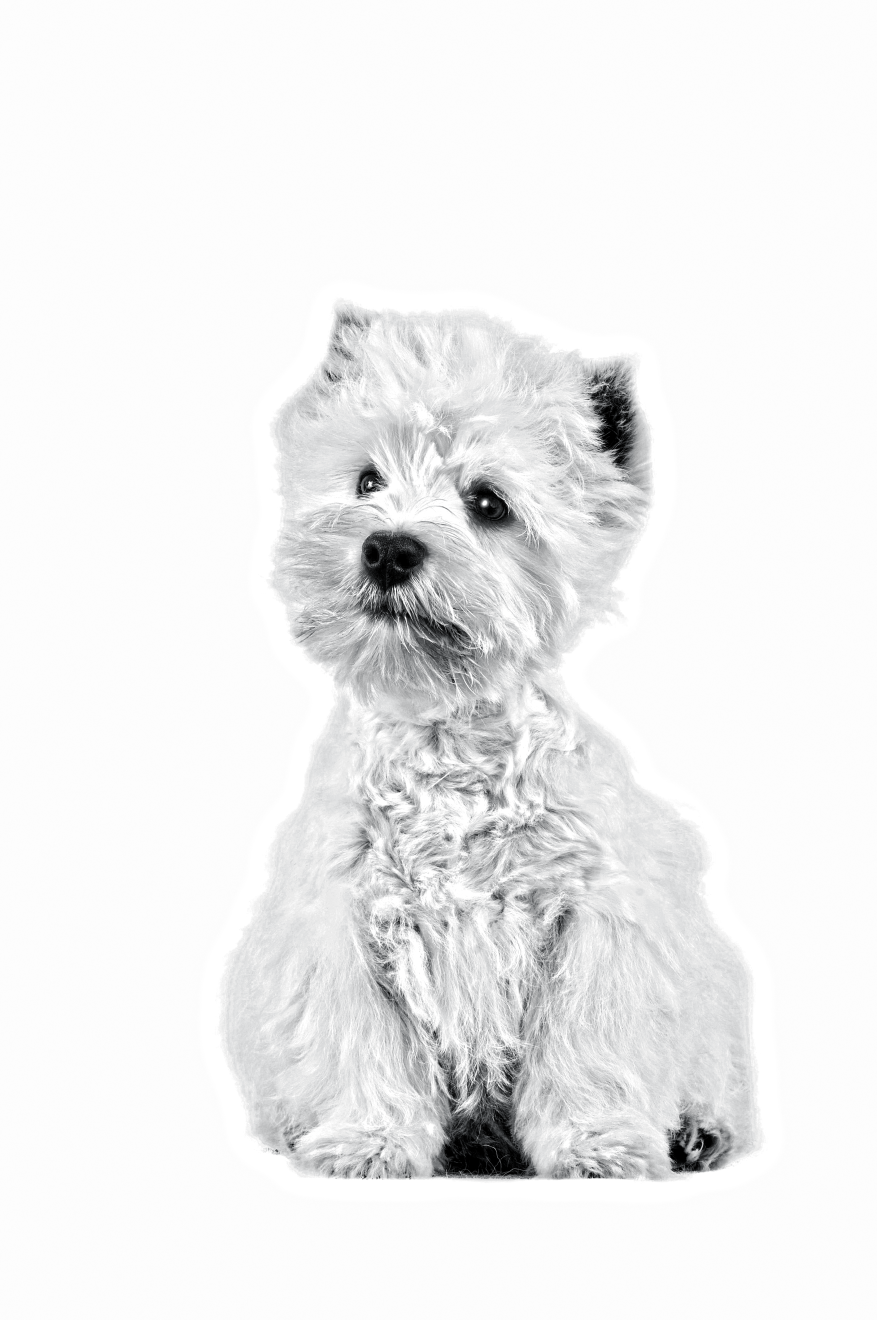 Portrait en noir et blanc d'un westie assis