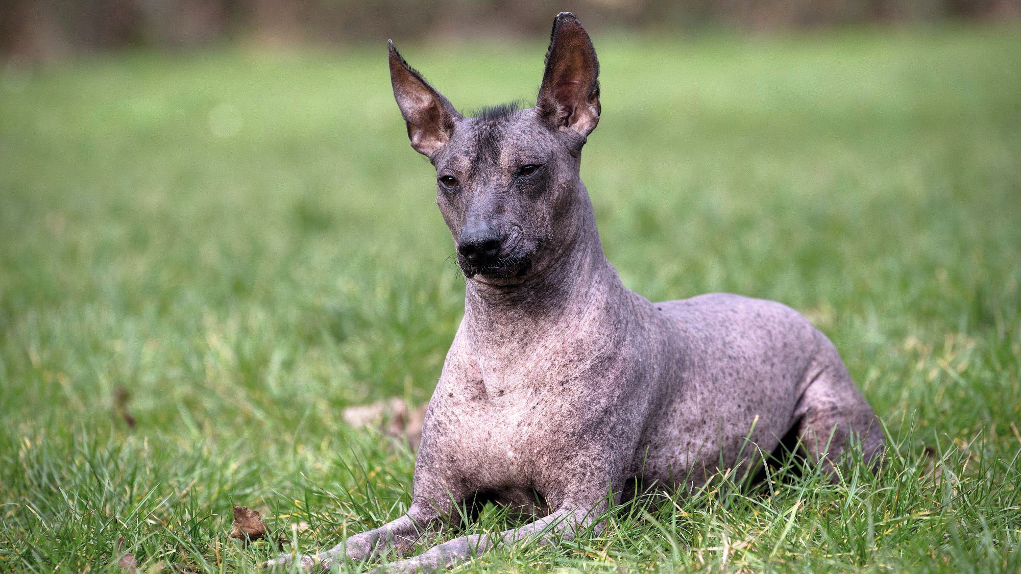 Peruvian Hairless Dog sitting in grass