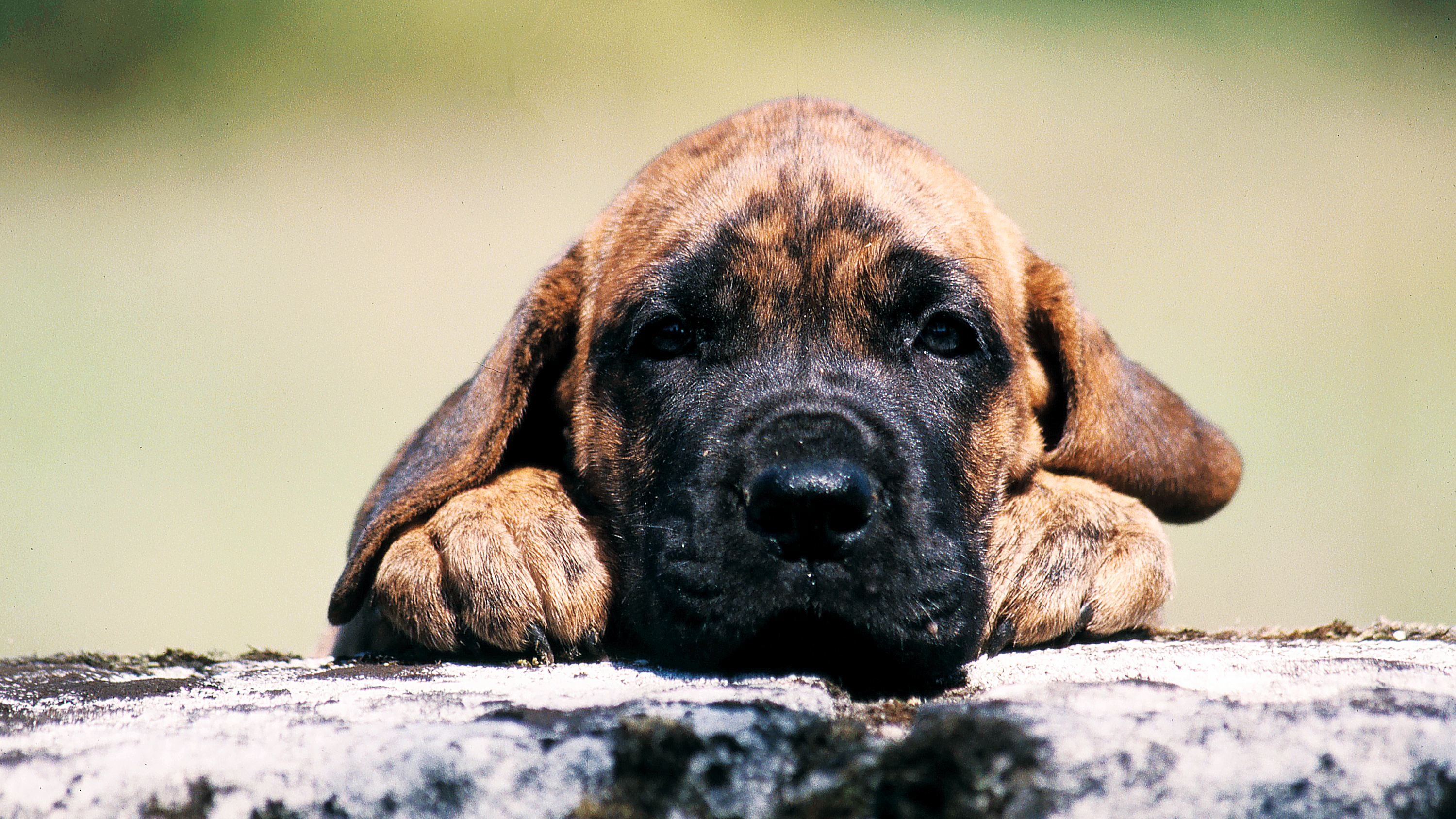 Dogue Alemão cachorro a descansar a cabeça nas patas