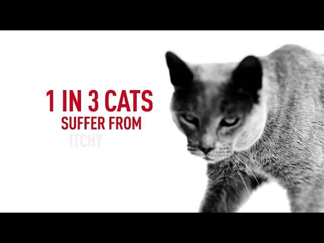 take-your-cat-to-the-vet
