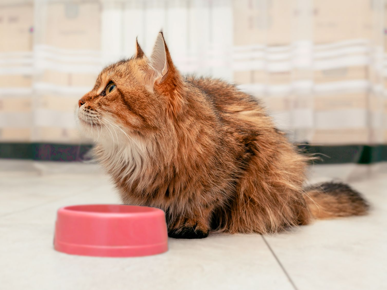 Norwegian Forest cat sitting in a kitchen eating from a feeding bowl