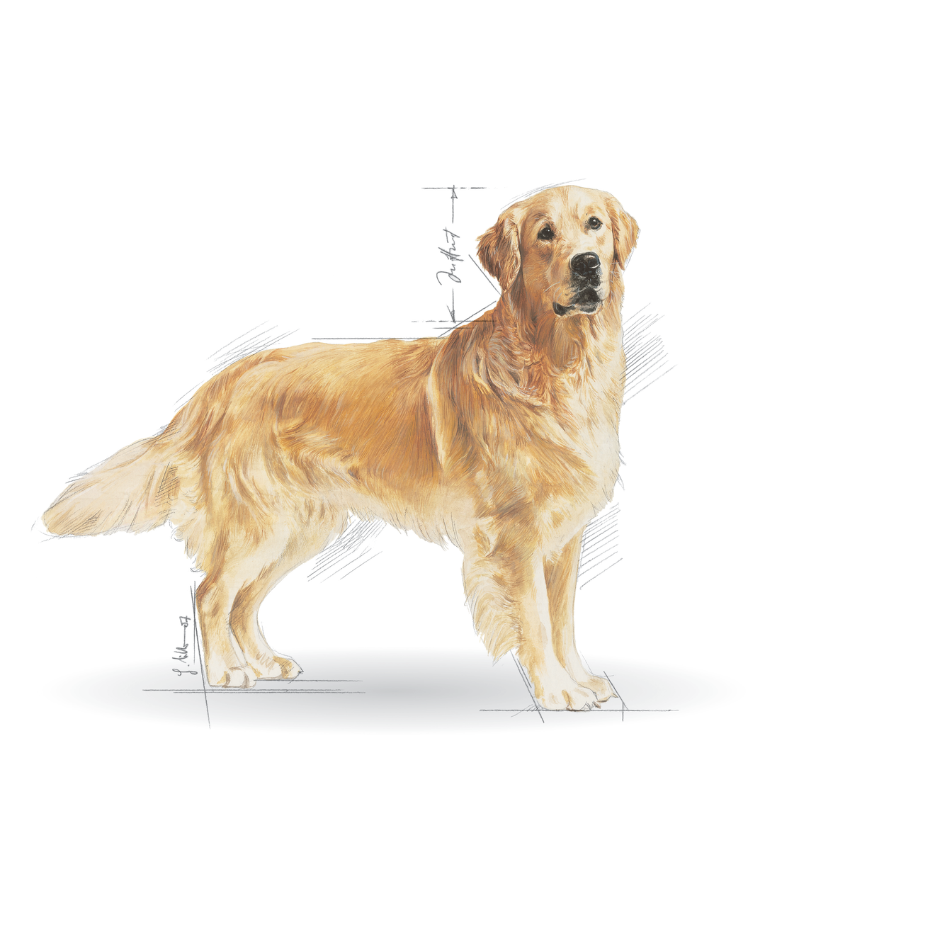 Golden Retriever Adult Yetişkin Köpek Kuru Maması