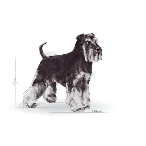 Miniature Schnauzer Adult