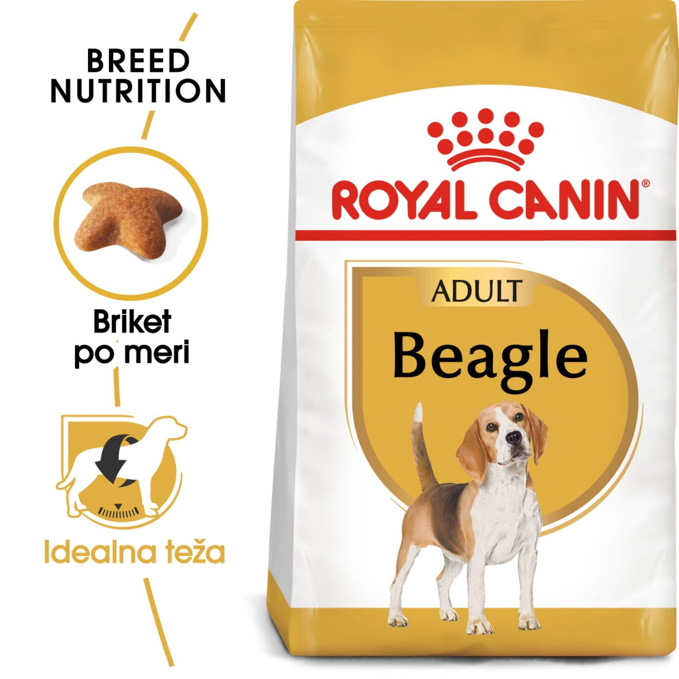 Beagle Adult