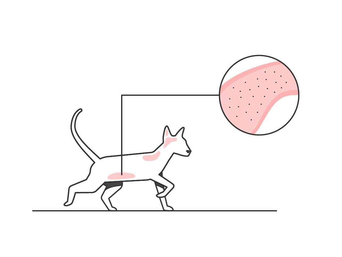 Illsutration of cat skin