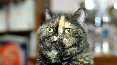 Close-up of black and beige Selkirk Rex 