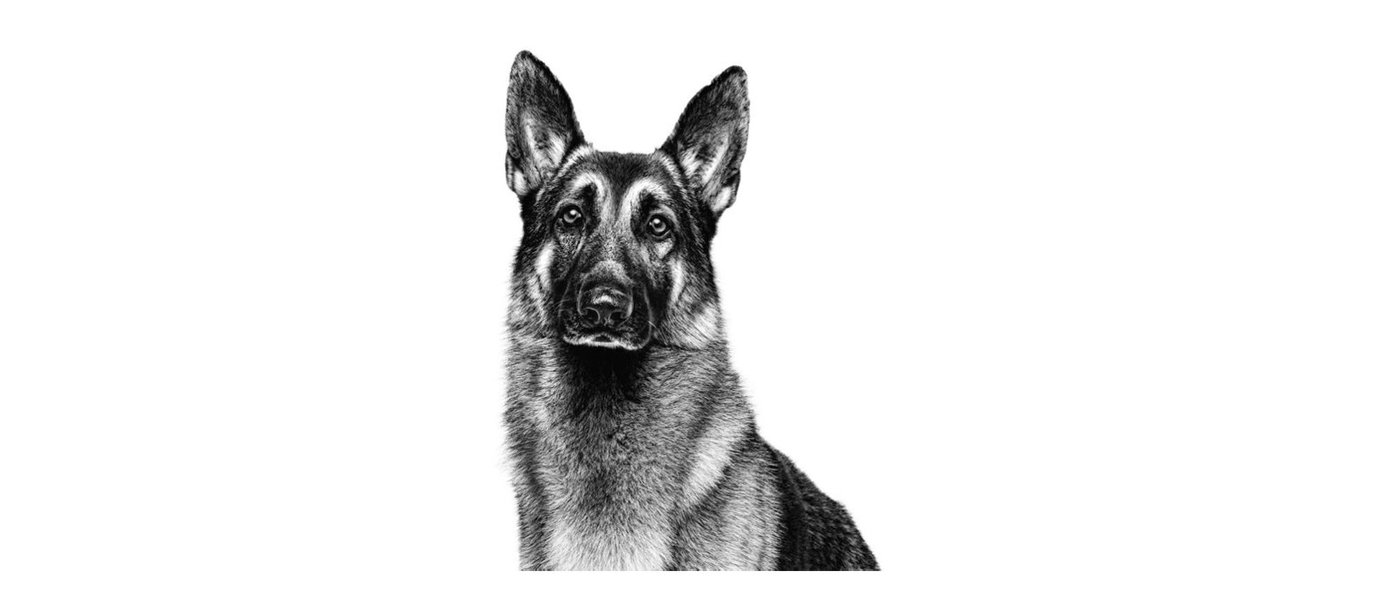 german sheperd