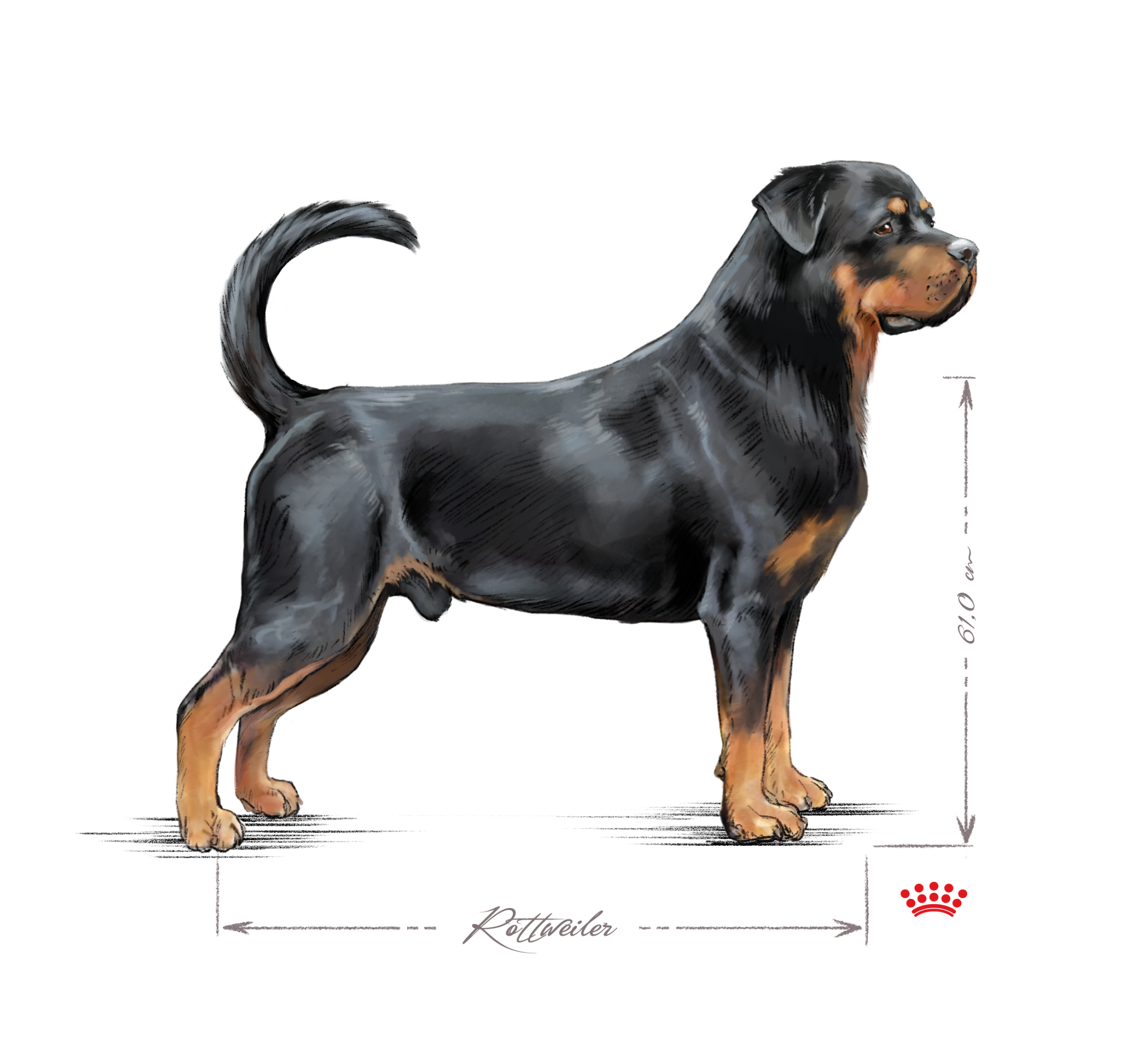 Volwassen Rottweiler in zwart-wit 