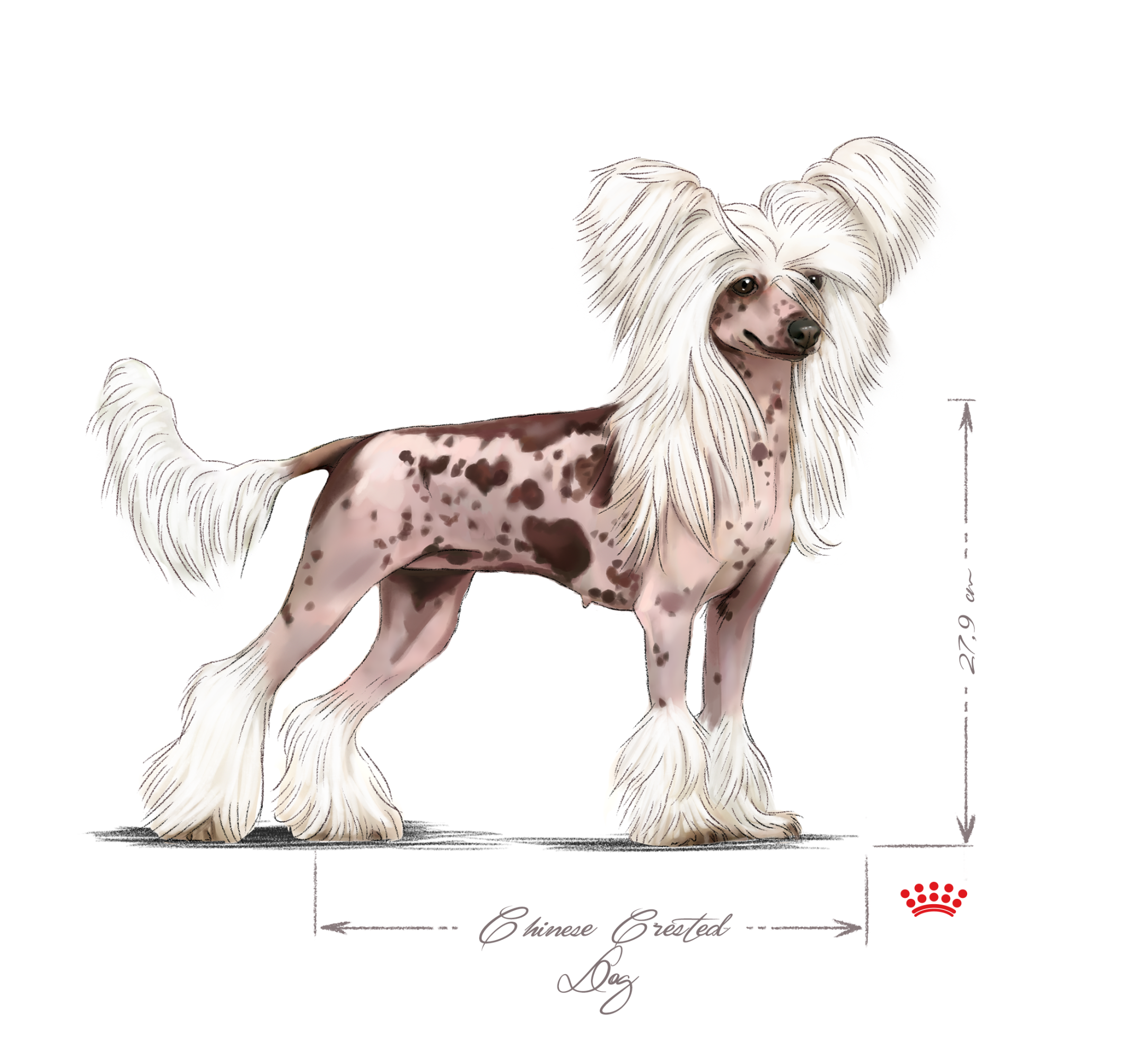 Chinese Crested Dog adult in black and white