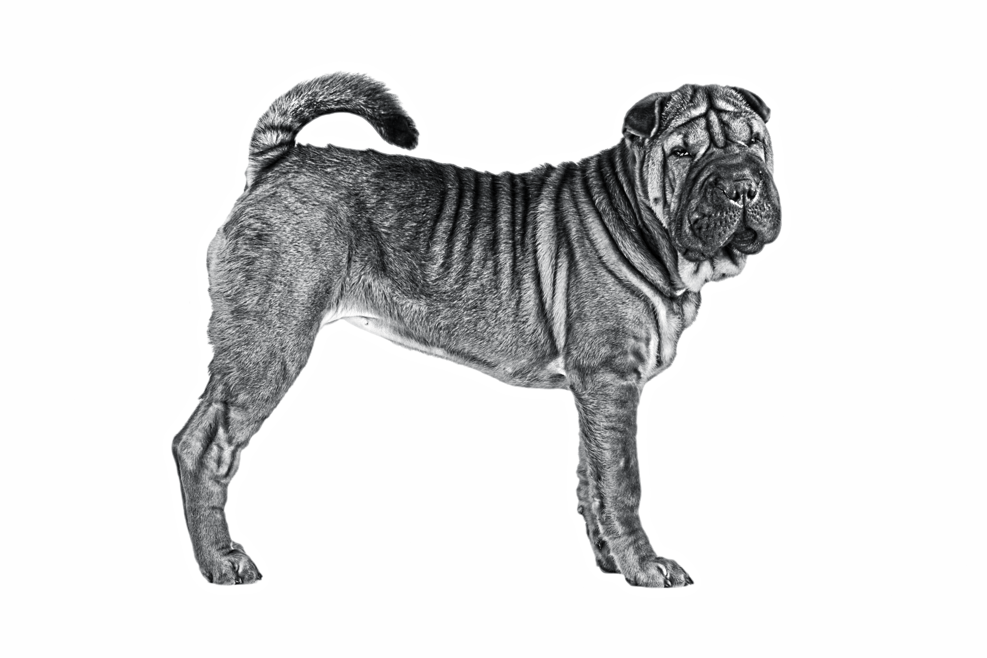 Black and white portrait of a Chinese Shar-Pei