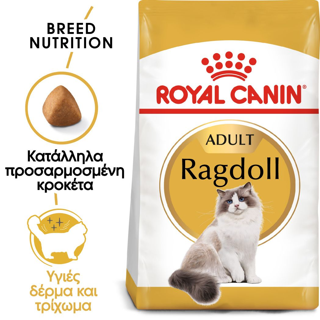 Ragdoll Adult