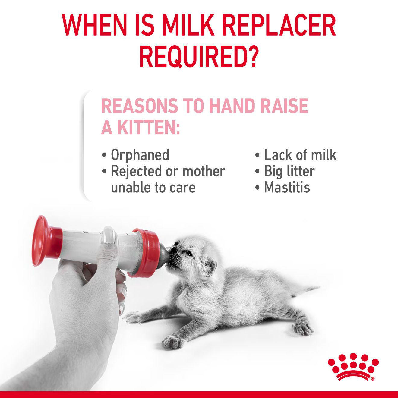 Mother's milk replacer outlet for kittens