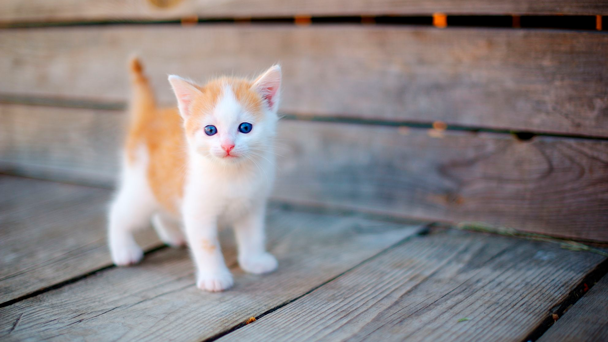 Turuncu beyaz yavru kedi, sokakta oynuyor