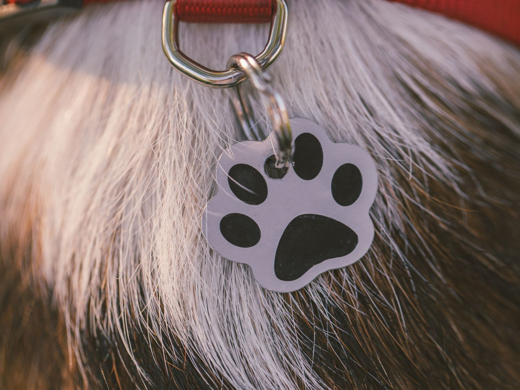 Collar tag for dogs with place for his name