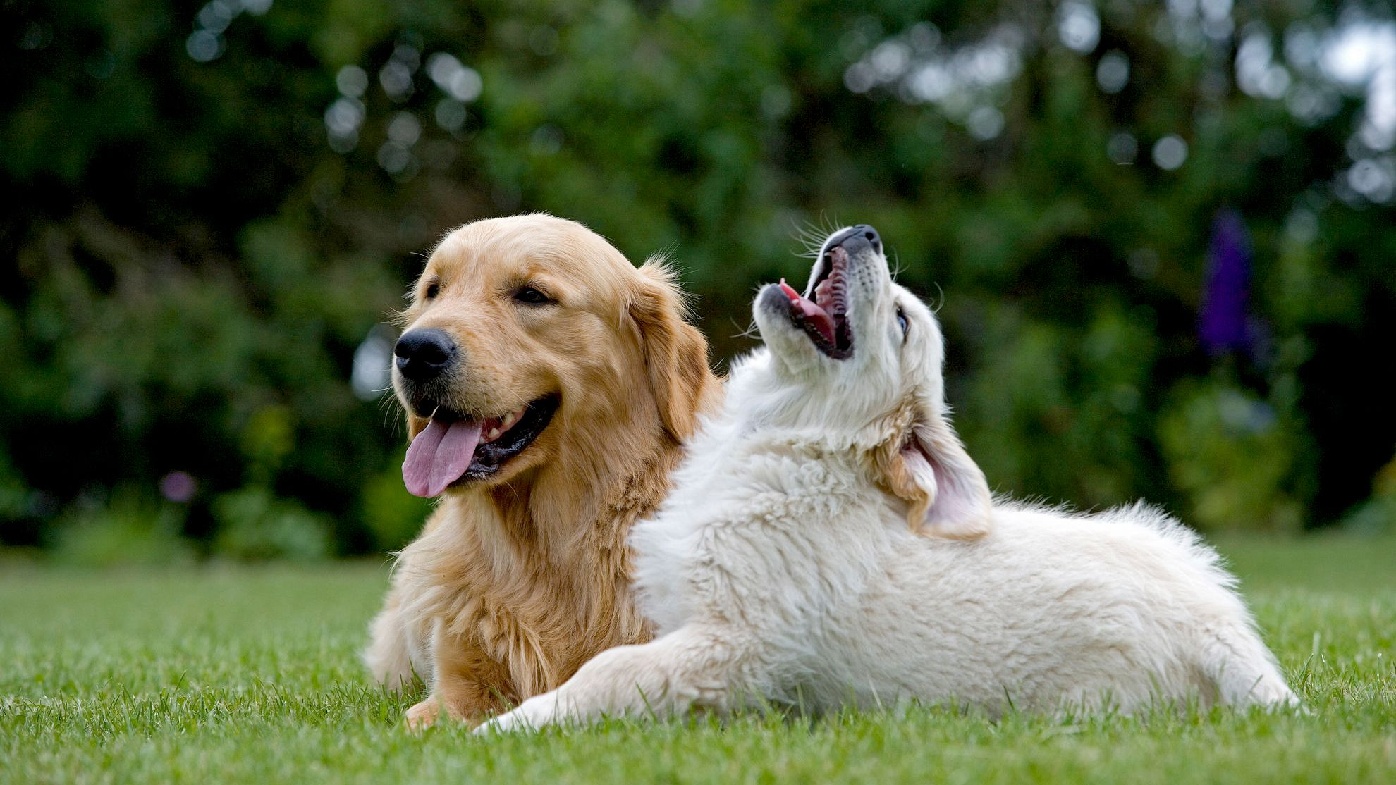 Golden Retriever seduto con cucciolo sull'erba